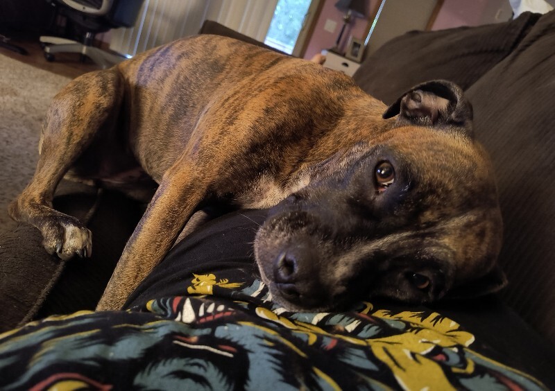 Have You Seen Winnie? Winnie - Dog