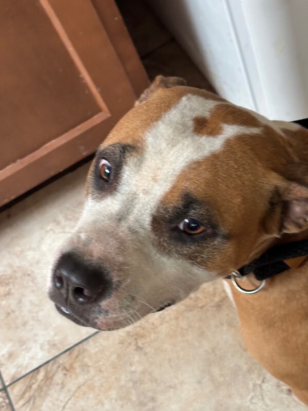 Maggie - Dog