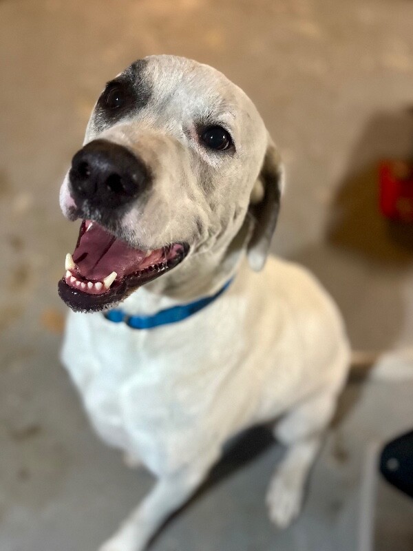Learn More About Milton Milton - Dog