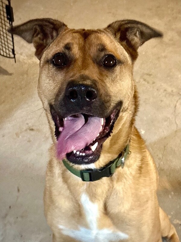 Learn More About Marshall Marshall - Dog