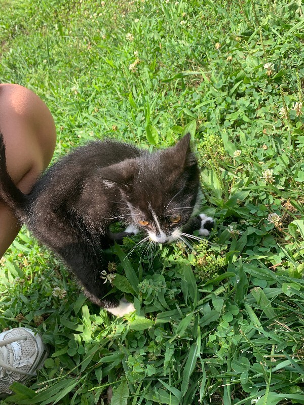 Help Rehome This Cat Unknown - Cat