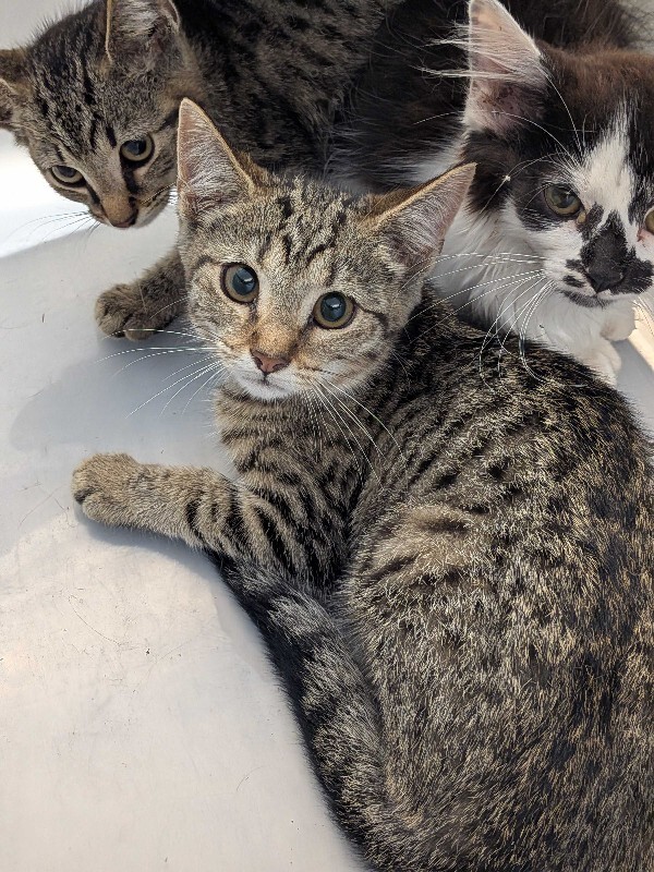 Combo Breaker - Cat