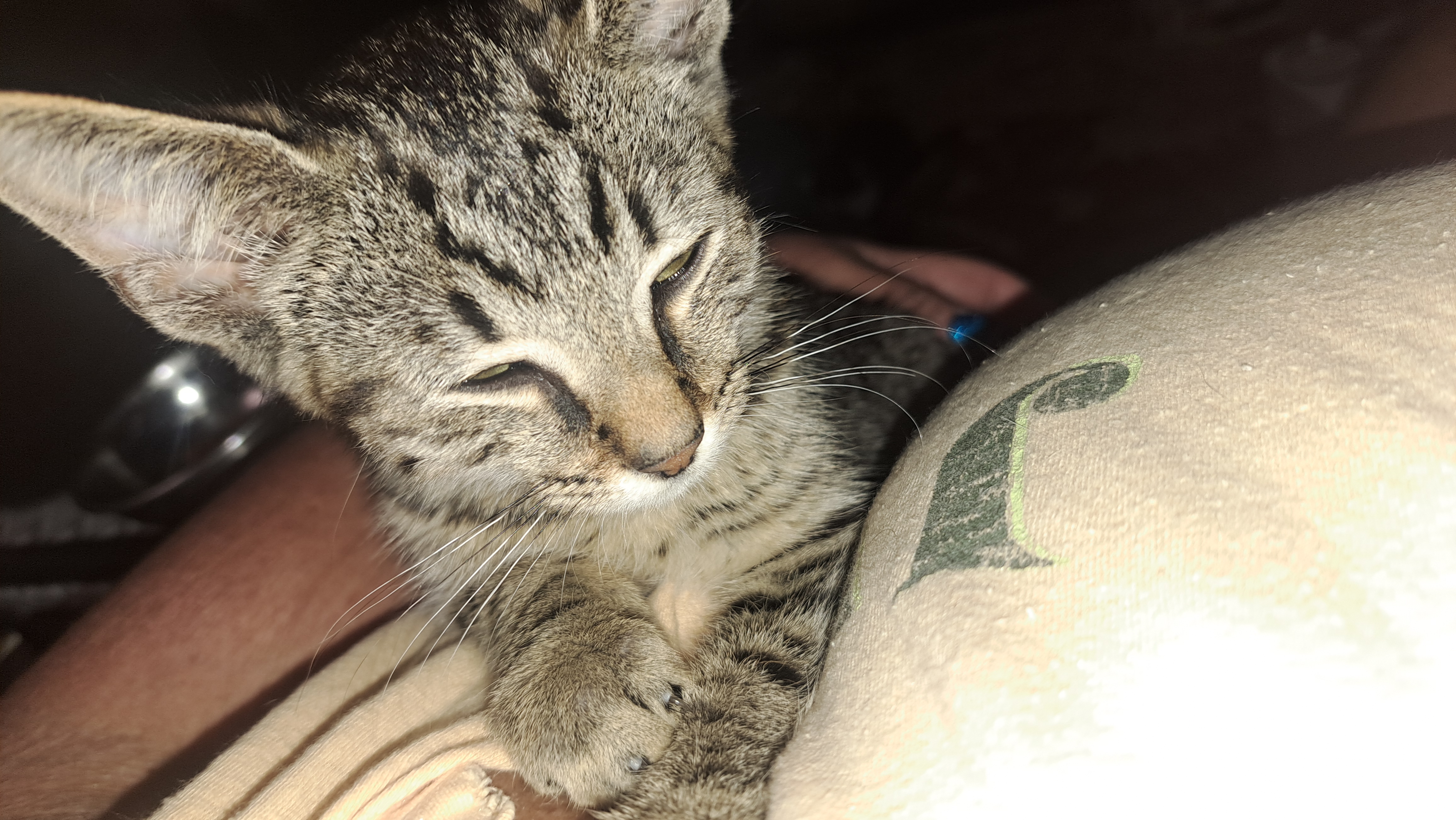 View Flying Tackle the Cat Photo #2