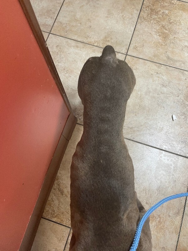 View Dutchess the Dog Photo #4