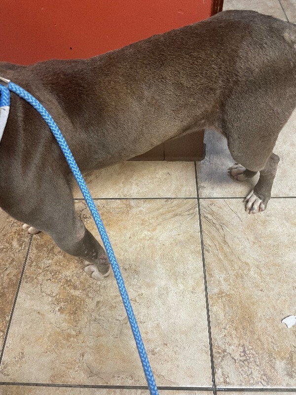 View Dutchess the Dog Photo #3