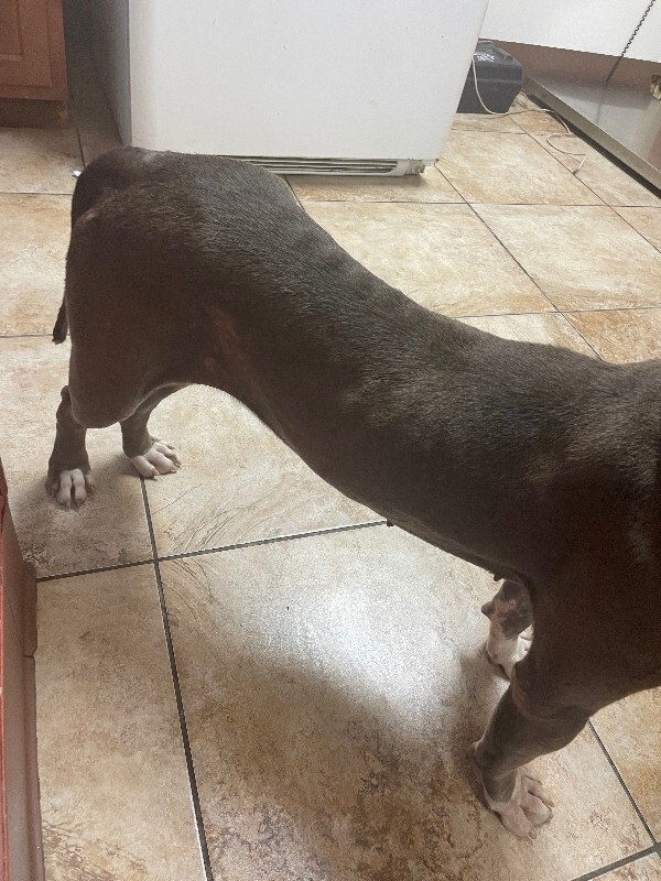 View Dutchess the Dog Photo #2