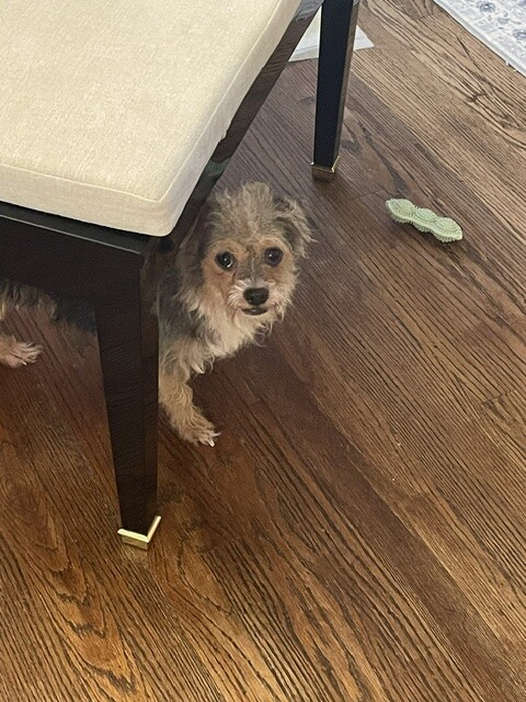 View Biggy the Dog Photo #2