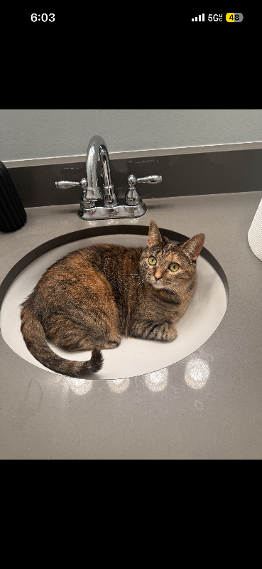 View Pepper the Cat Photo #2