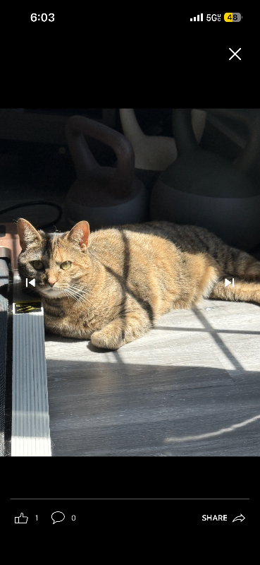 Have You Seen Pepper? Pepper - Cat