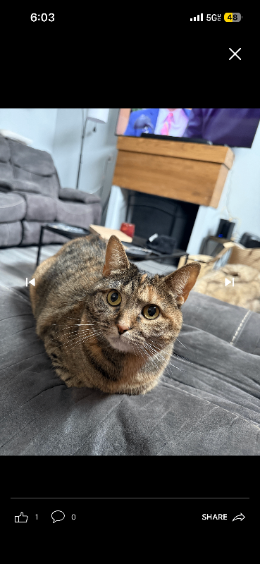 View Pepper the Cat Photo #3