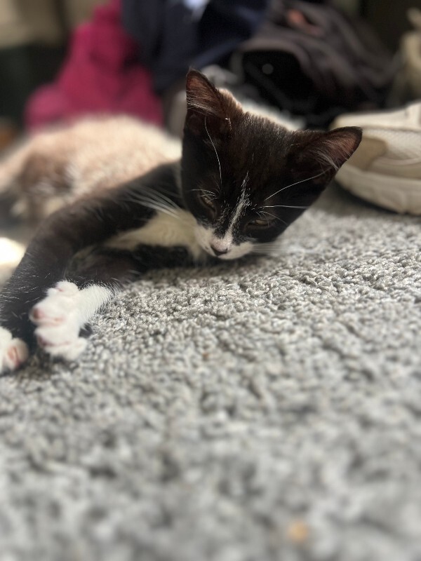 Help Rehome This Cat Unknown - Cat
