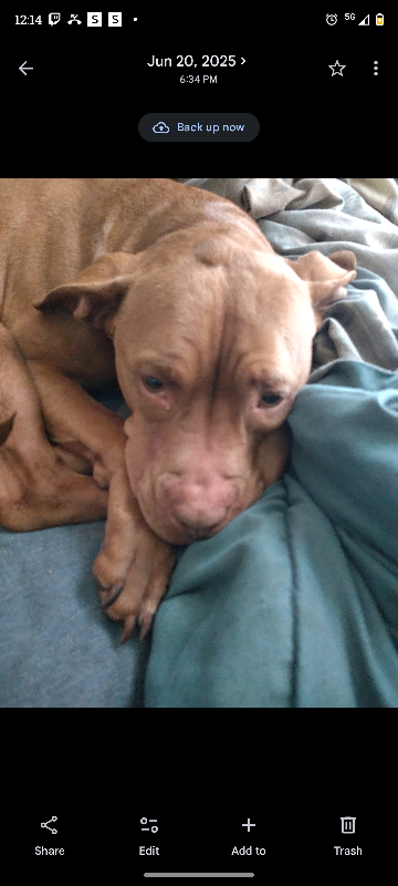 Have You Seen Sapphire? Sapphire - Dog