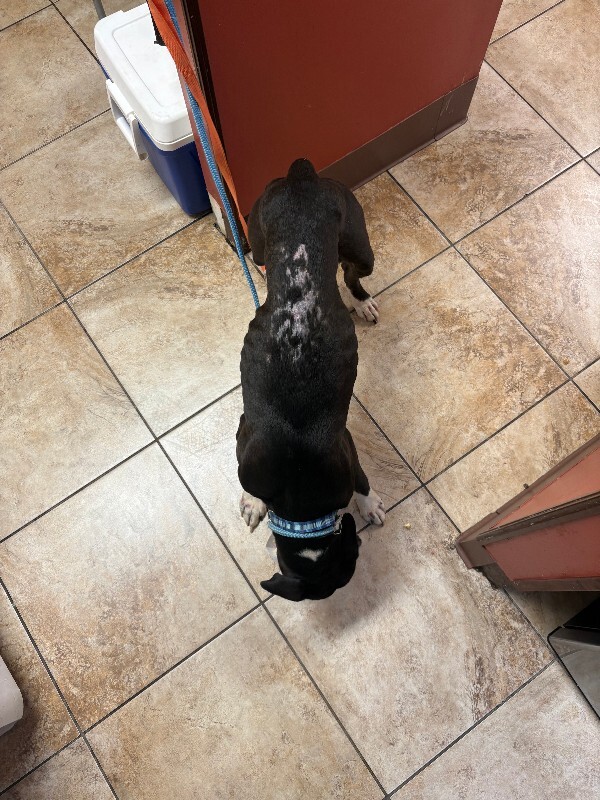View Tinkle Toes the Dog Photo #3