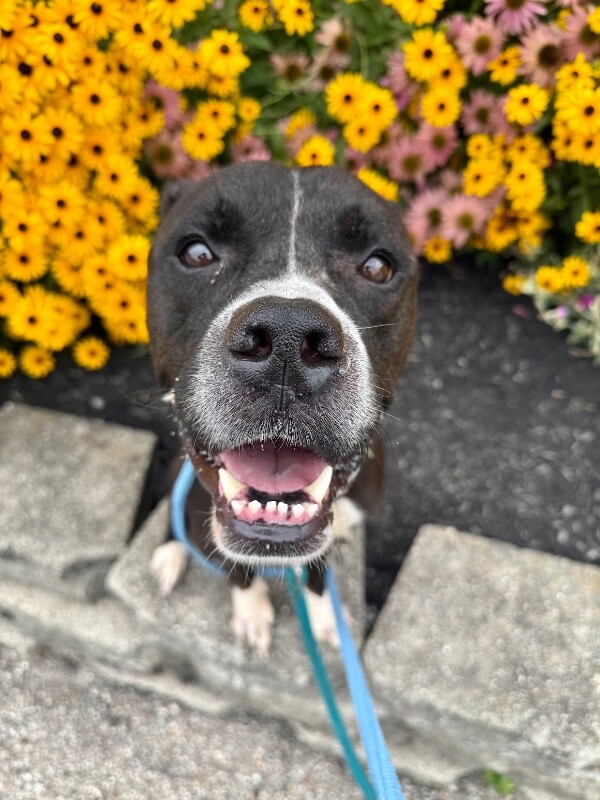 View Tinkle Toes the Dog Photo #4