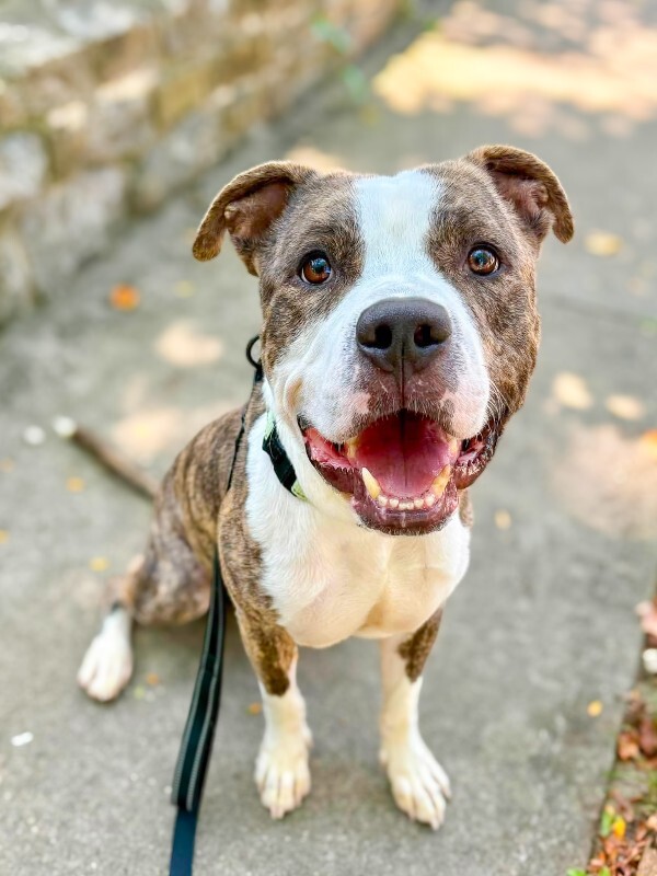 Learn More About Jackpot Jackpot - Dog