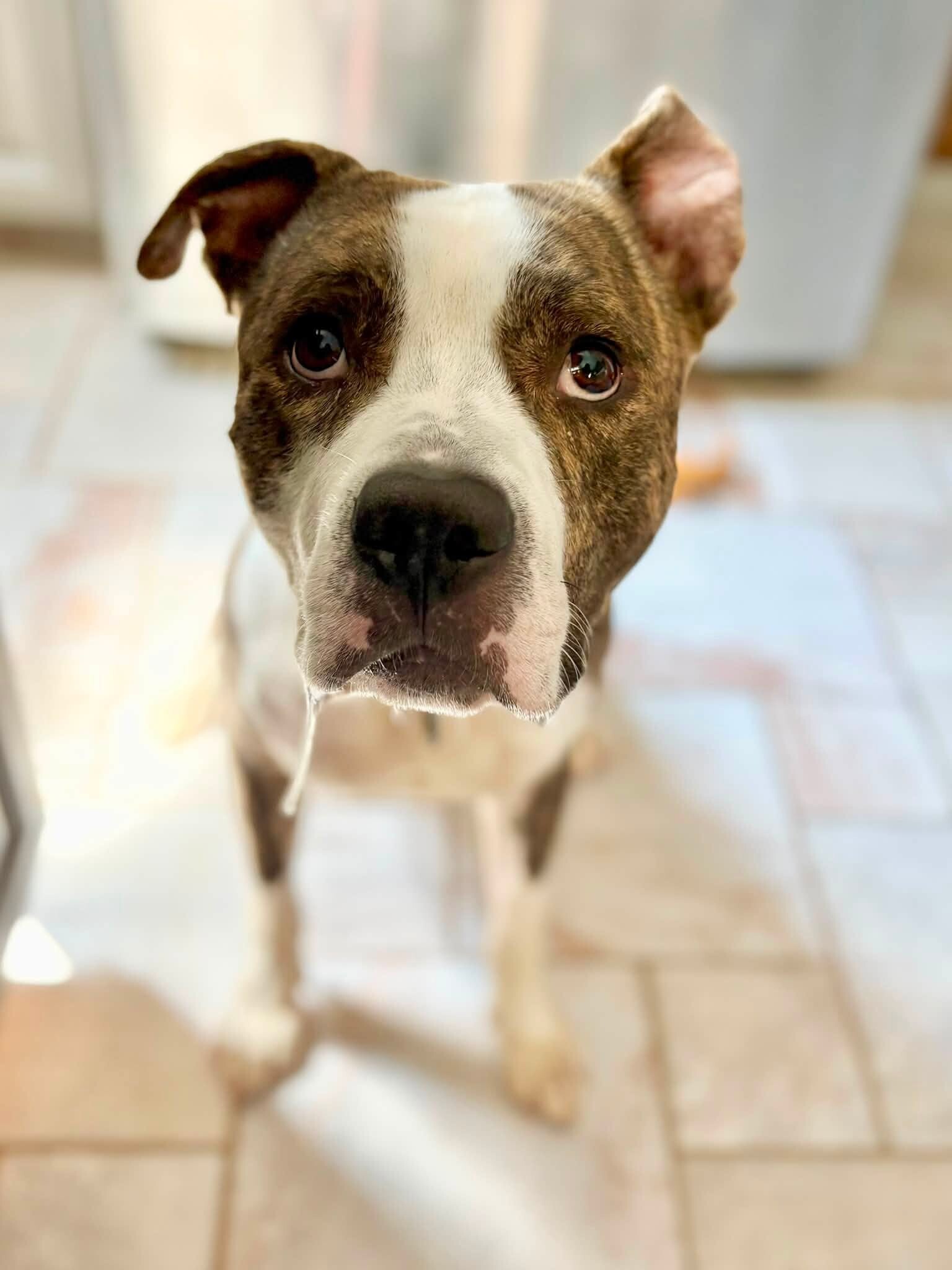 View Jackpot the Dog Photo #7