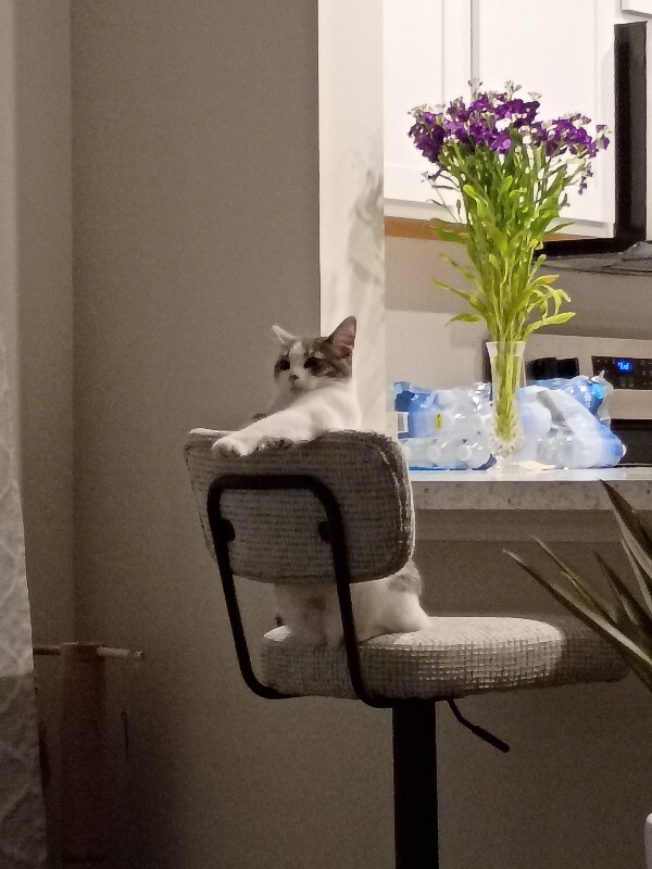 View Lilly the Cat Photo #2