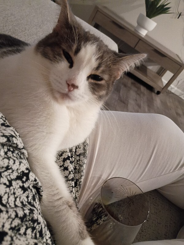 Lilly - Cat