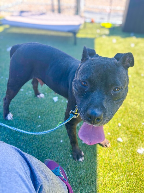 Learn More About Amanda Amanda - Dog