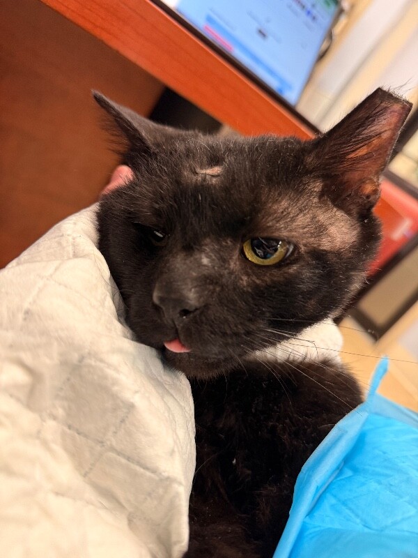 Learn More About Community Clarice Community Clarice - Cat