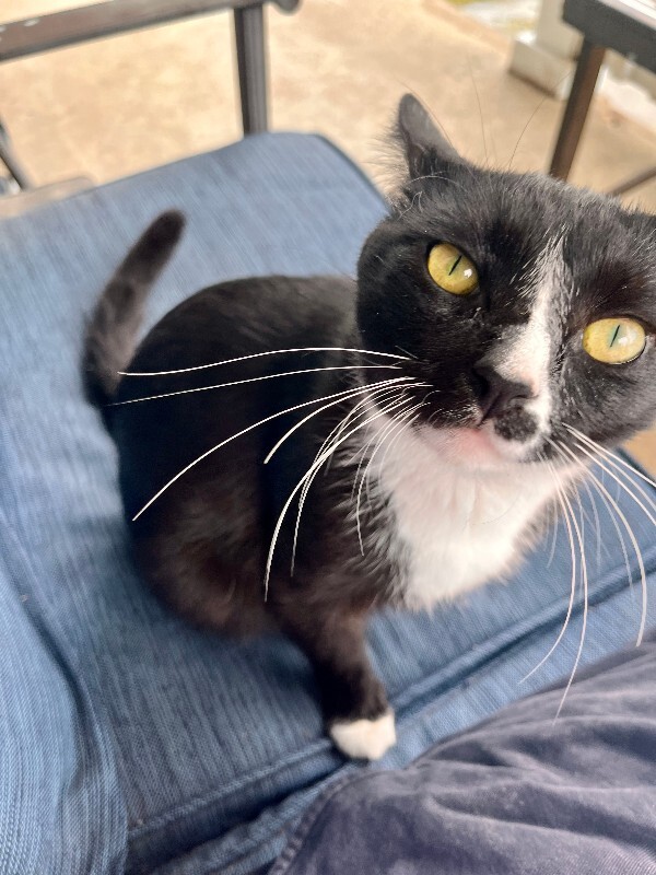 Unknown - Cat