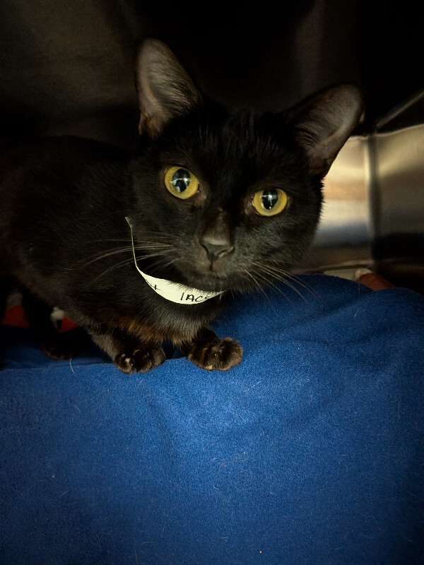 Black Canary - Cat