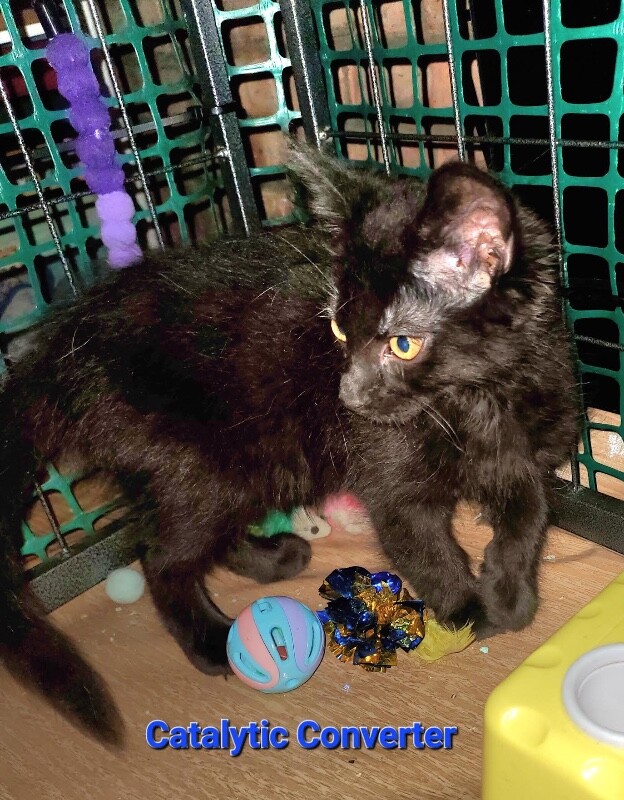 Catalytic Converter - Cat
