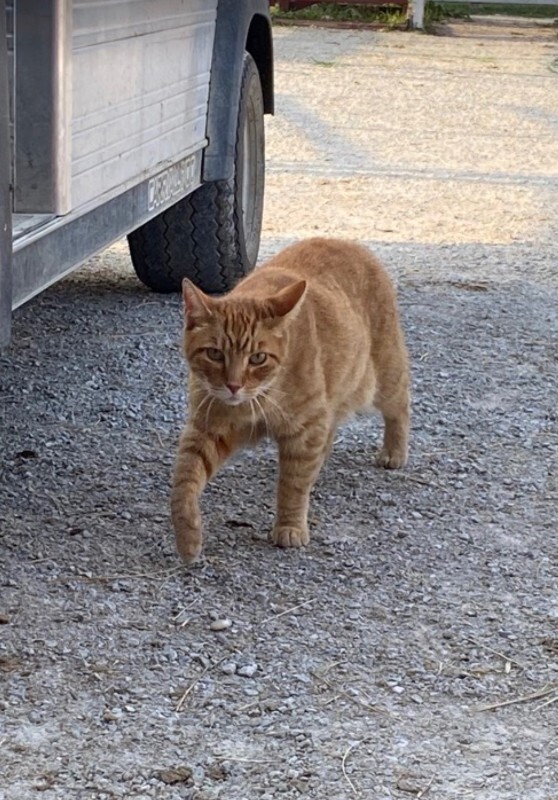 Unknown - Cat