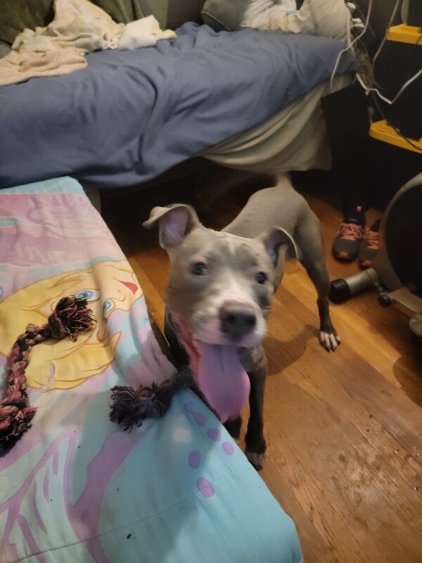 View Baby Bell the Dog Photo #4