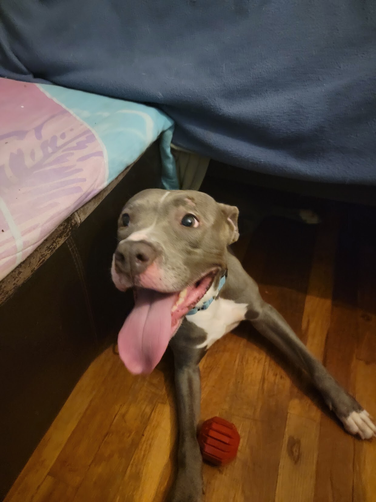 View Baby Bell the Dog Photo #3
