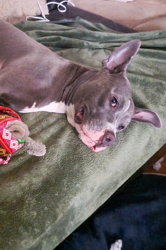 View Baby Bell the Dog Photo #9