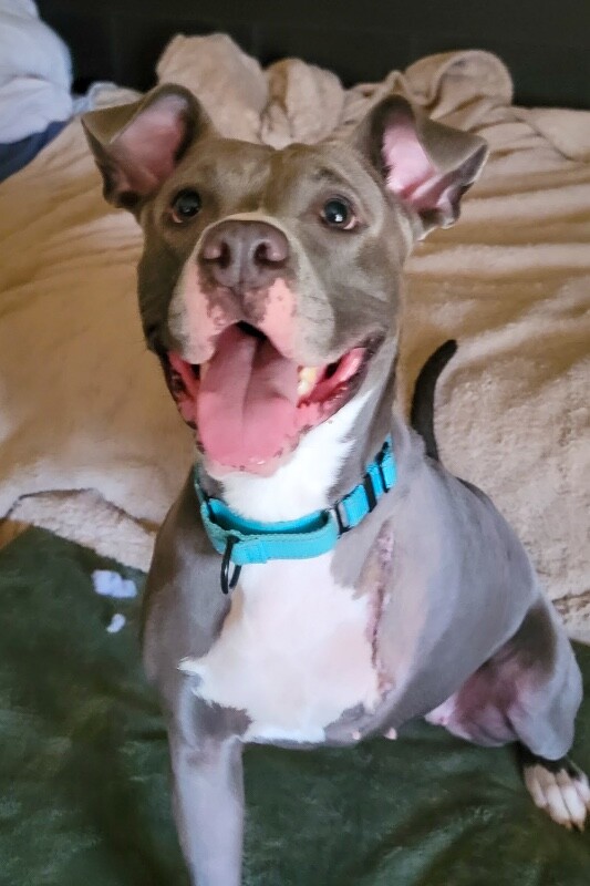 View Baby Bell the Dog Photo #3