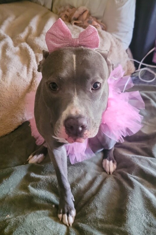 View Baby Bell the Dog Photo #4