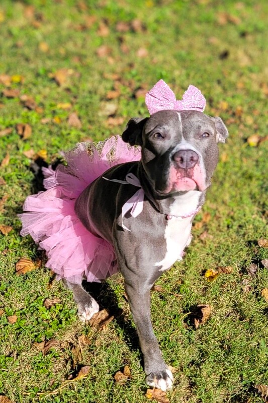Learn More About Baby Bell Baby Bell - Dog