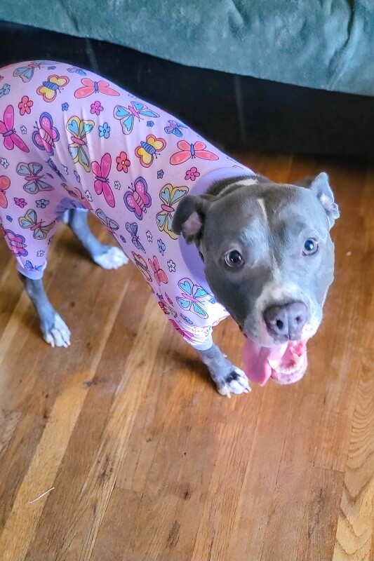 View Baby Bell the Dog Photo #8