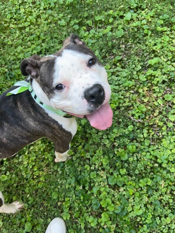 View Busta the Dog Photo #14