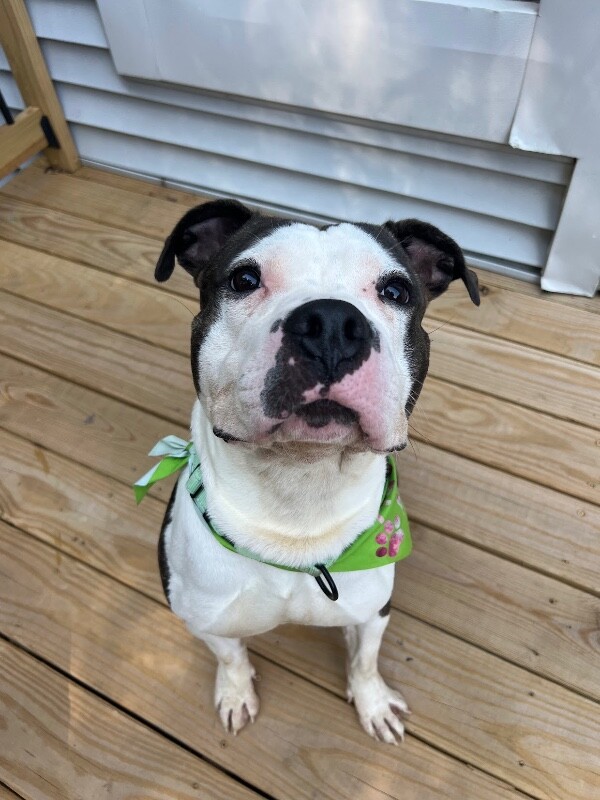 View Busta the Dog Photo #12