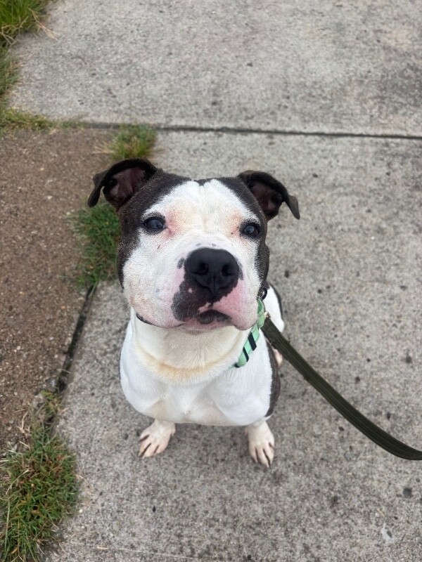 View Busta the Dog Photo #17