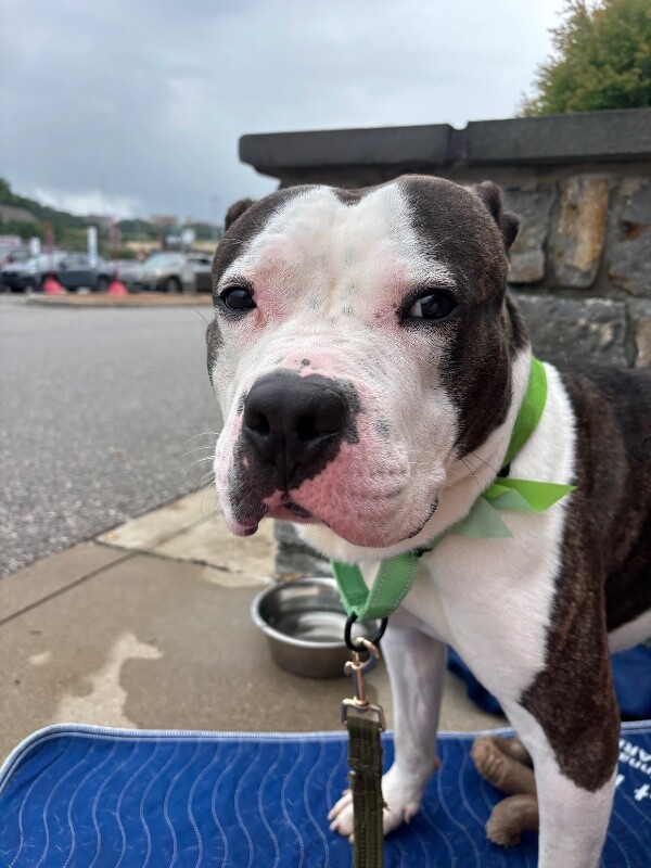 View Busta the Dog Photo #15