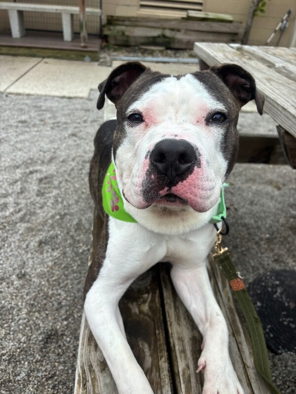 View Busta the Dog Photo #16