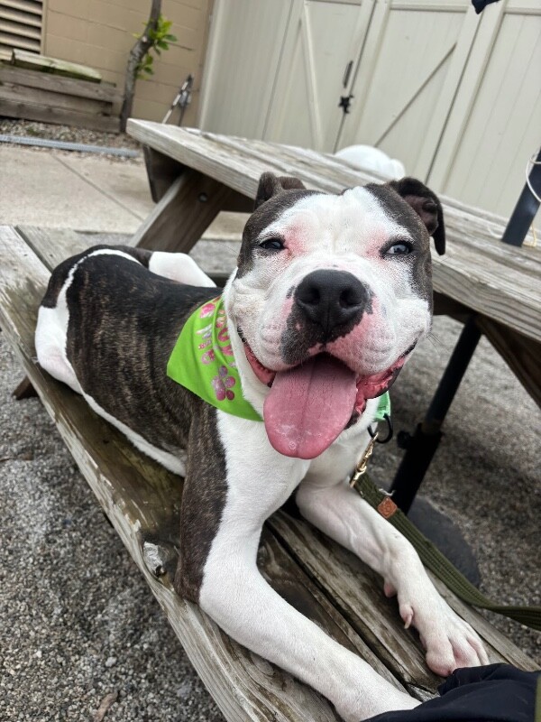 View Busta the Dog Photo #2