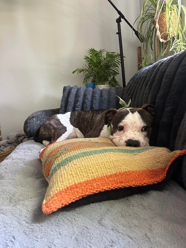 View Busta the Dog Photo #4
