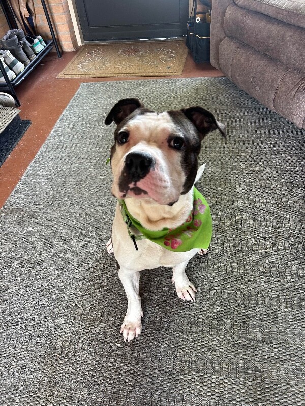 View Busta the Dog Photo #8