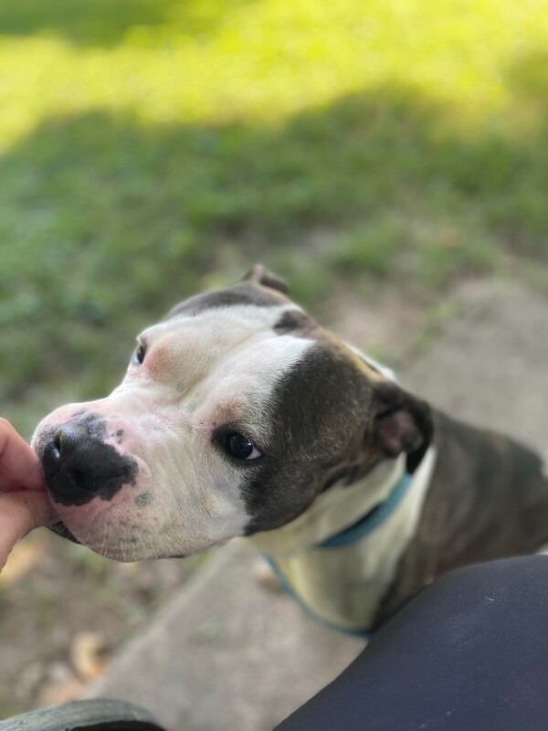 View Busta the Dog Photo #18