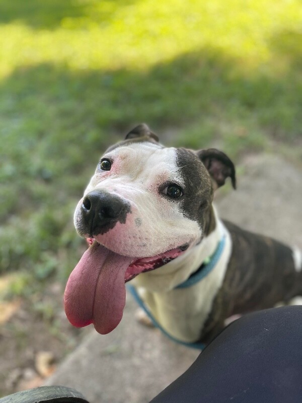 View Busta the Dog Photo #9
