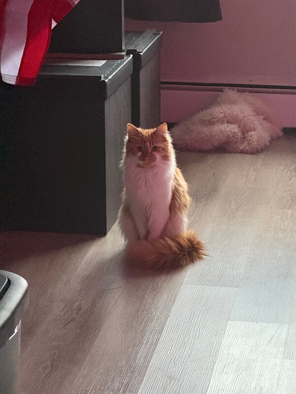 View Bmo the Cat Photo #2