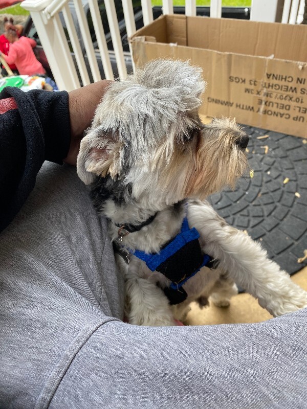 Have You Seen Diesel? Diesel - Dog