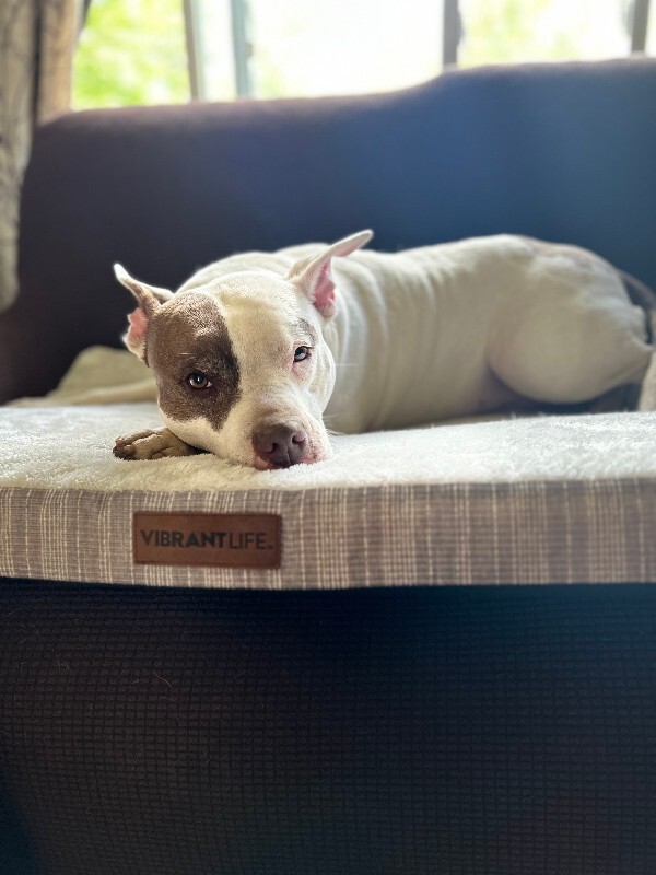 Have You Seen Miss Hang Beauty? Miss Hang Beauty - Dog