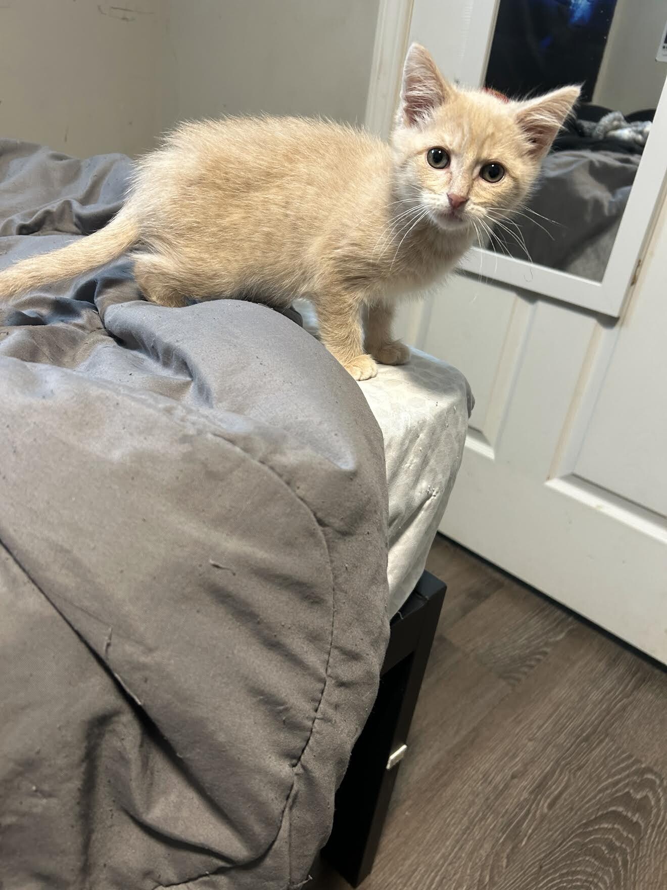 Terrestrial - Cat