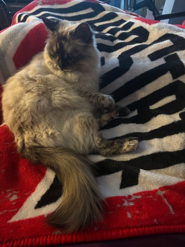 Have You Seen Bailey? Bailey - Cat